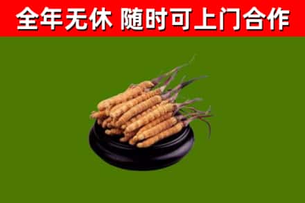 隆尧县烟酒回收冬虫夏草.jpg